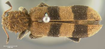 Media type: image;   Entomology 3545 Aspect: habitus dorsal view
